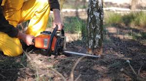 How Our Tree Care Process Works  in Withamsville, OH